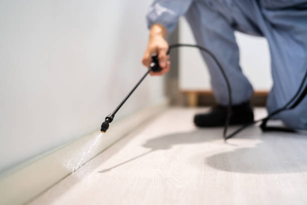 Licensed Wasp Removal service in Pine Brook, NJ - Show Me Pest Control